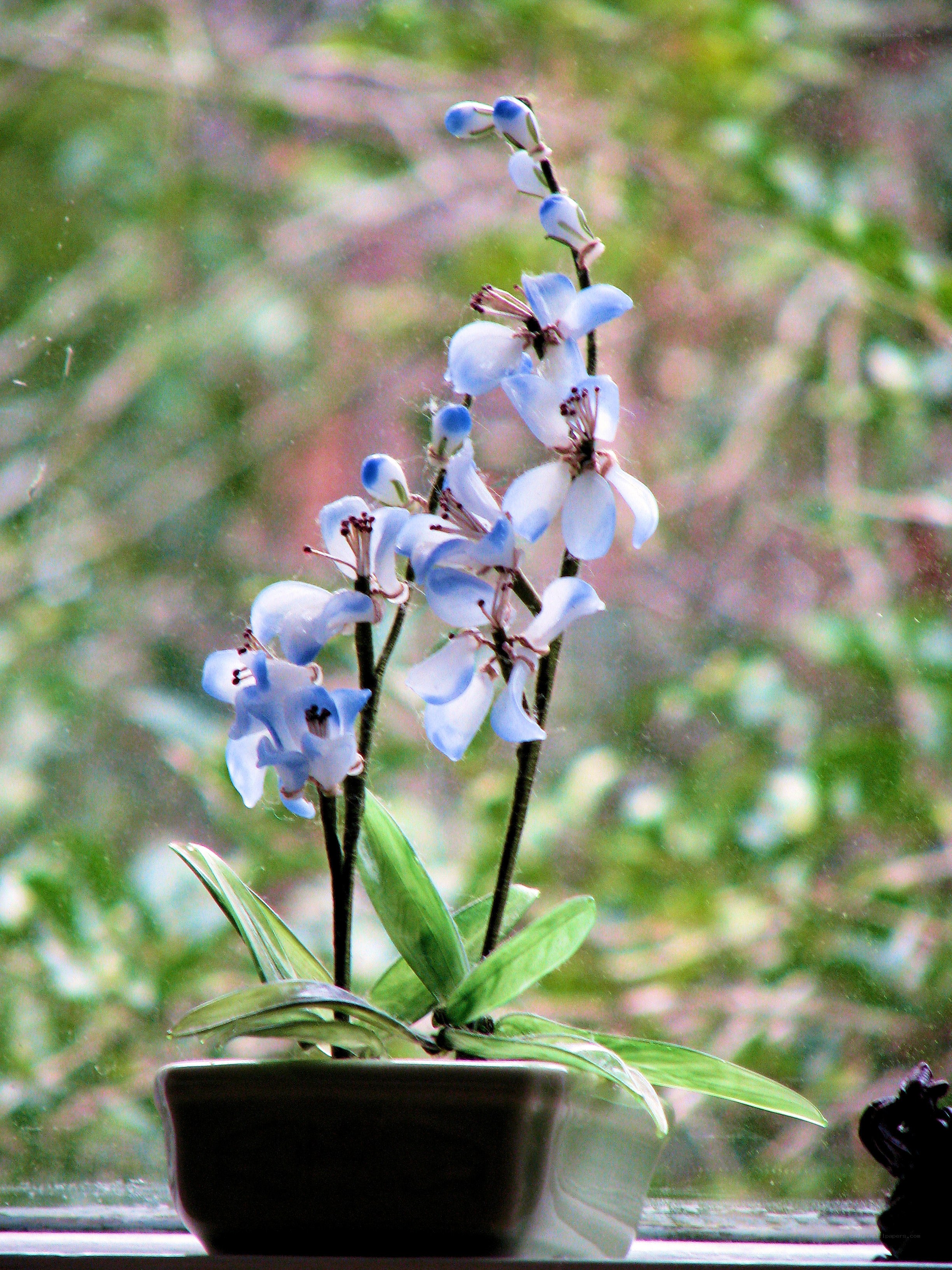 Blue orchid in a pot