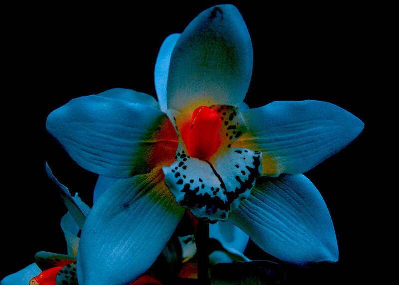 blue orchid with red center