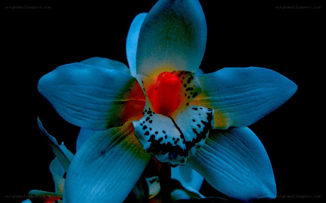 blue orchid with red center