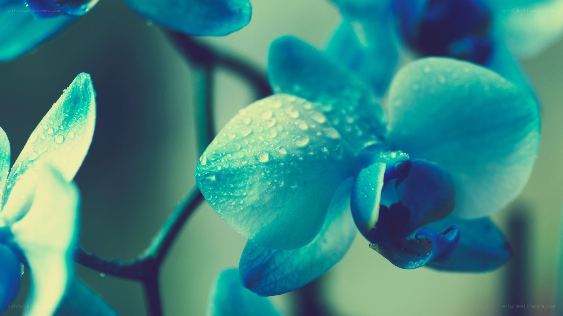 Blue orchid with water droplets