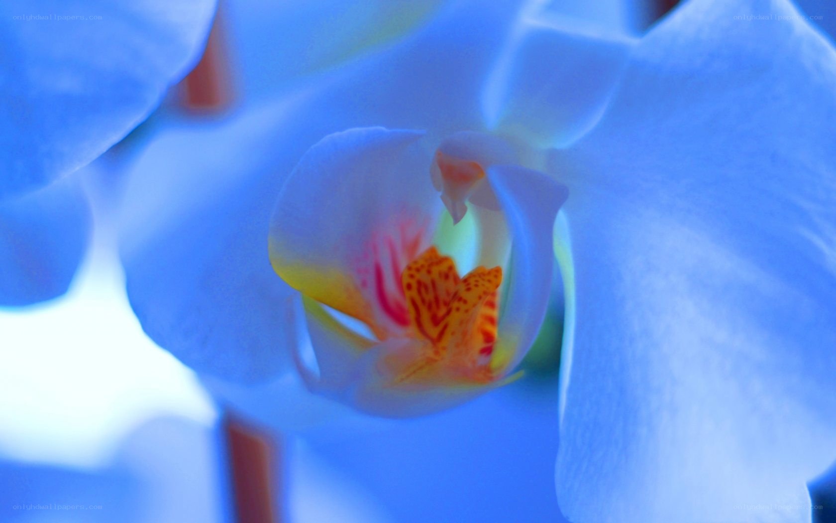 blue orchid with yellow center