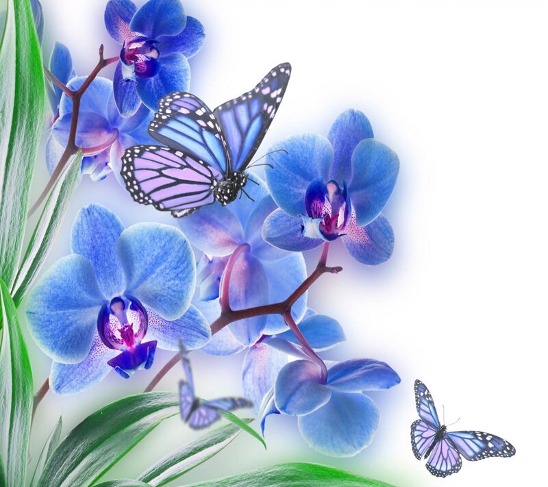 Blue Orchids and Butterflies — Serene, Digital Art