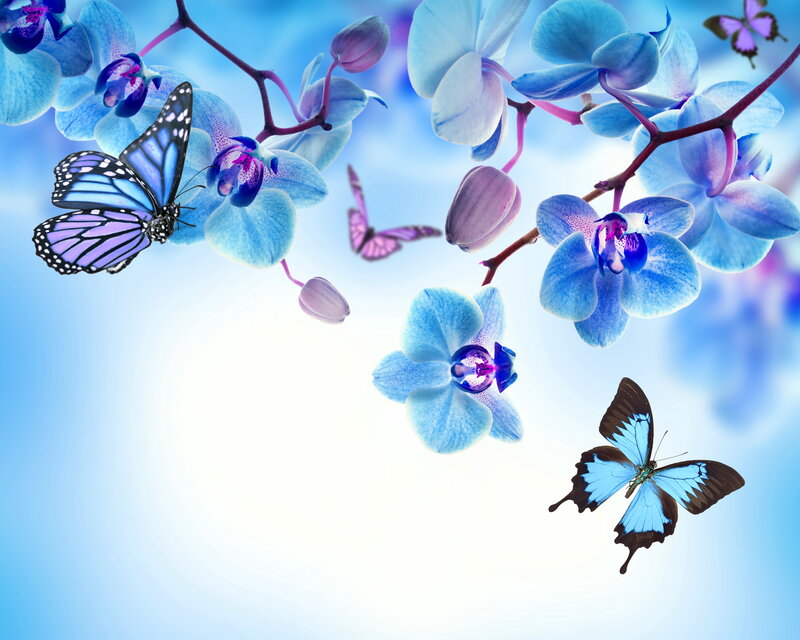 Blue Orchids and Butterflies — Serene