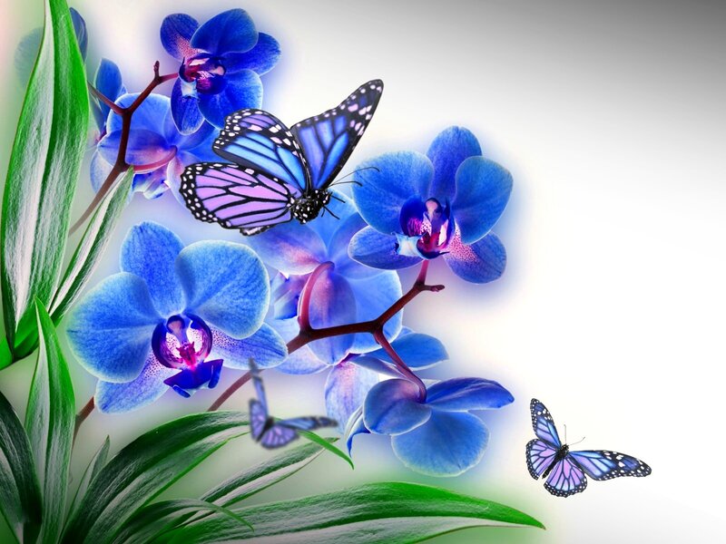 Blue Orchids and Butterflies