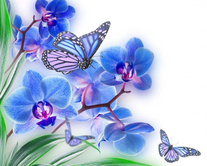 Blue Orchids with Butterflies — Serene, Digital Art