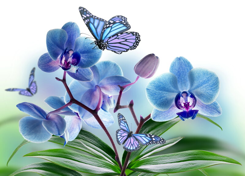 Blue Orchids with Butterflies — Serene