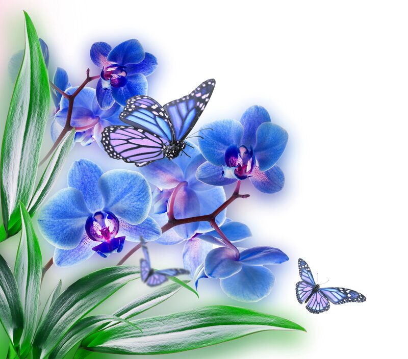 Blue Orchids with Butterflies