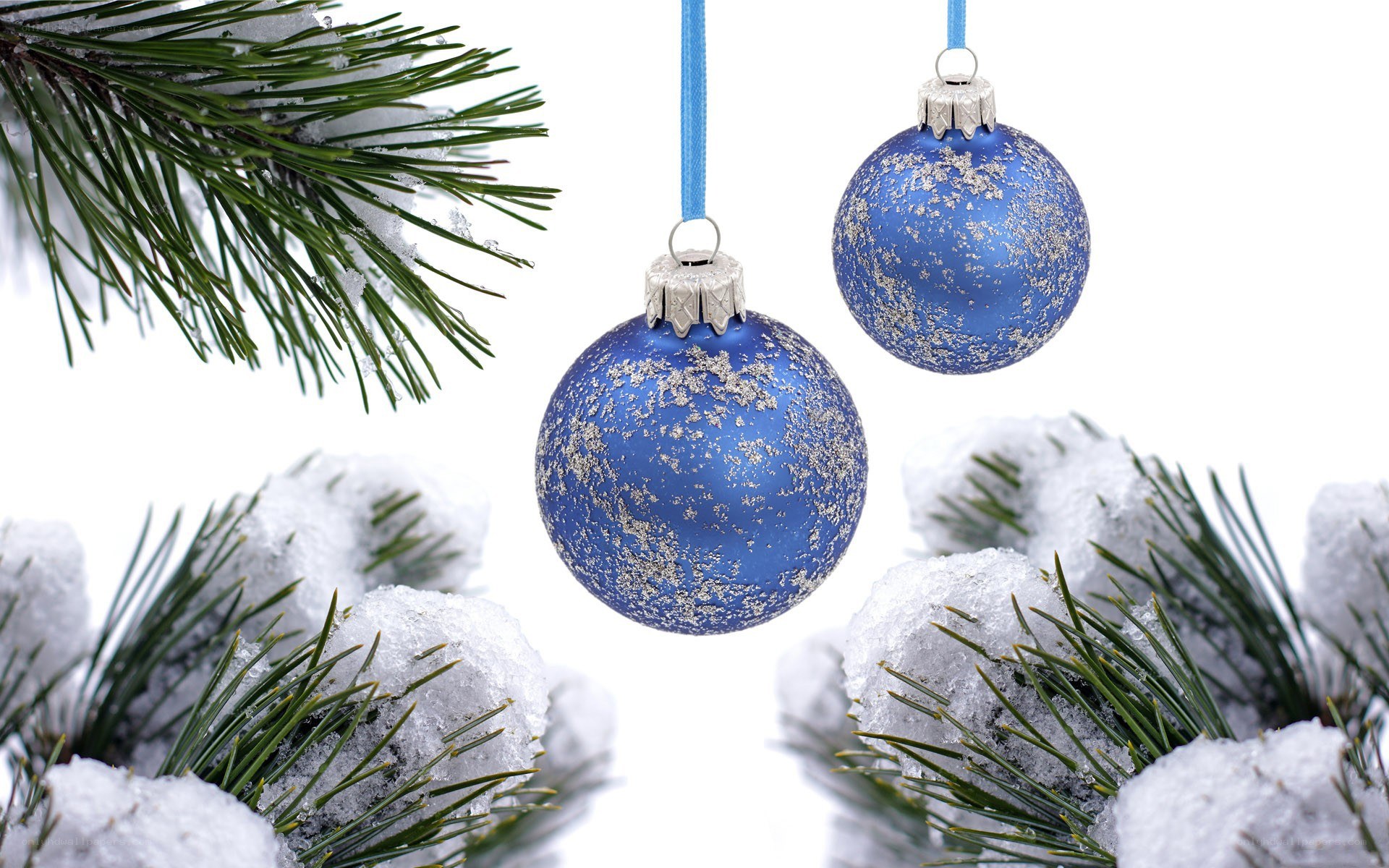 Blue ornaments on snowy pine
