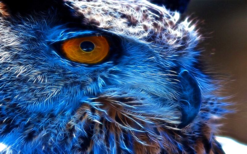 Blue Owl Close-up