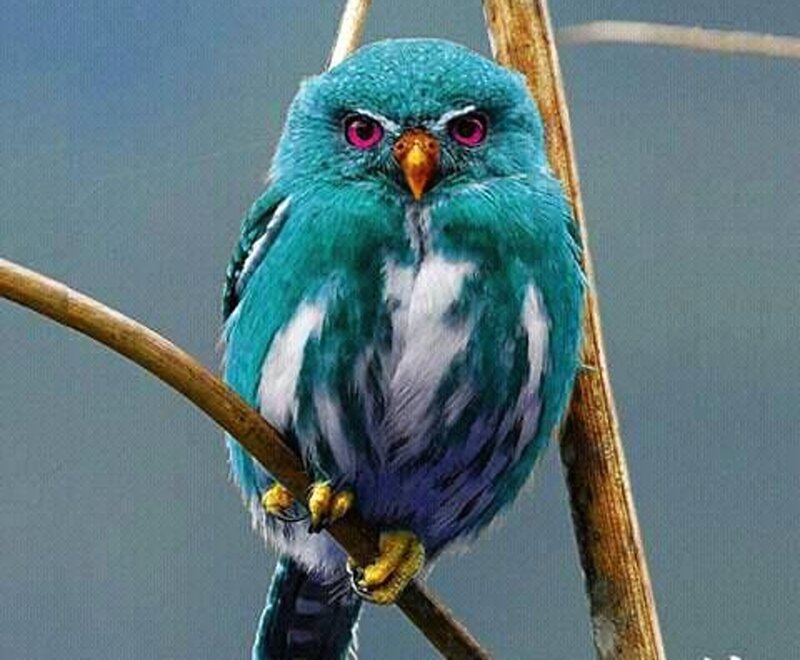 Blue Owl on Branch — Alert