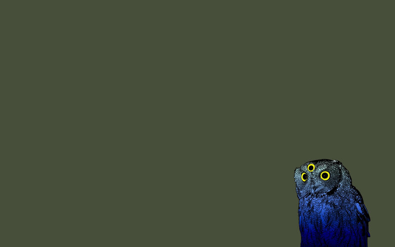 blue owl with yellow eyes