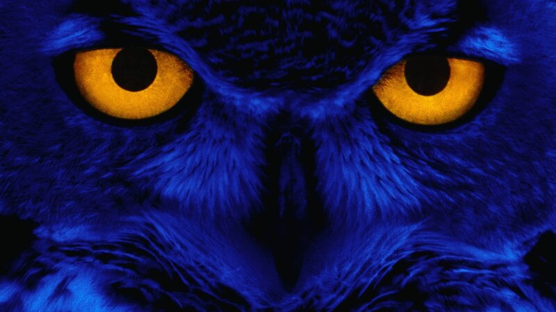 blue owl with yellow eyes