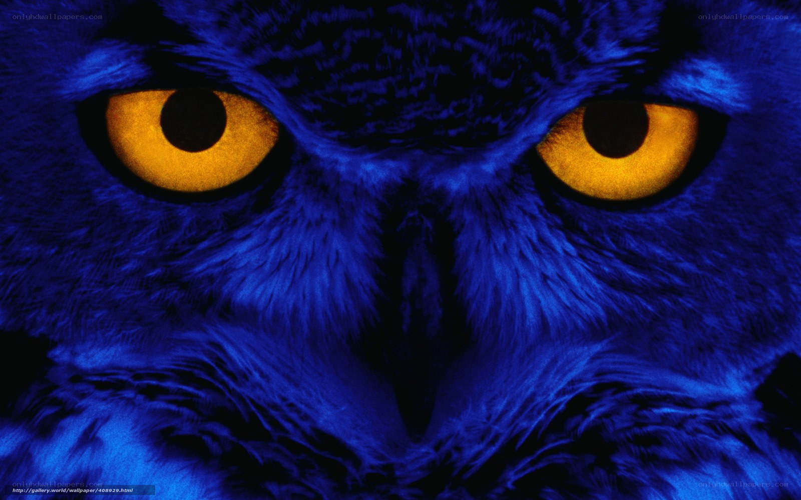 blue owl with yellow eyes