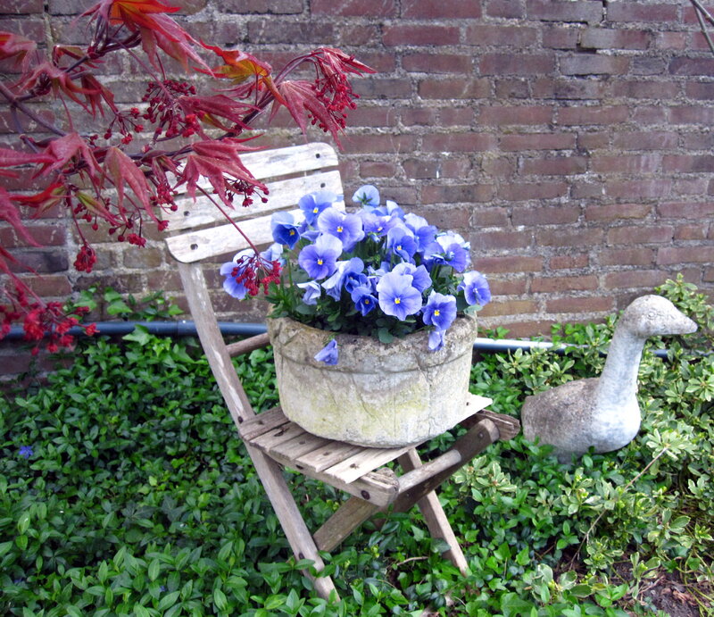 Blue Pansies in Pot