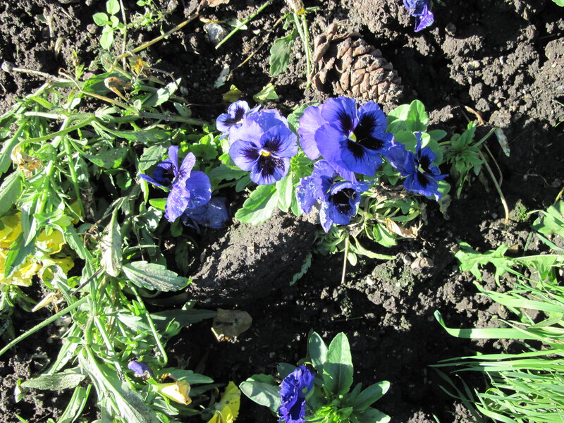 Blue Pansies in Soil