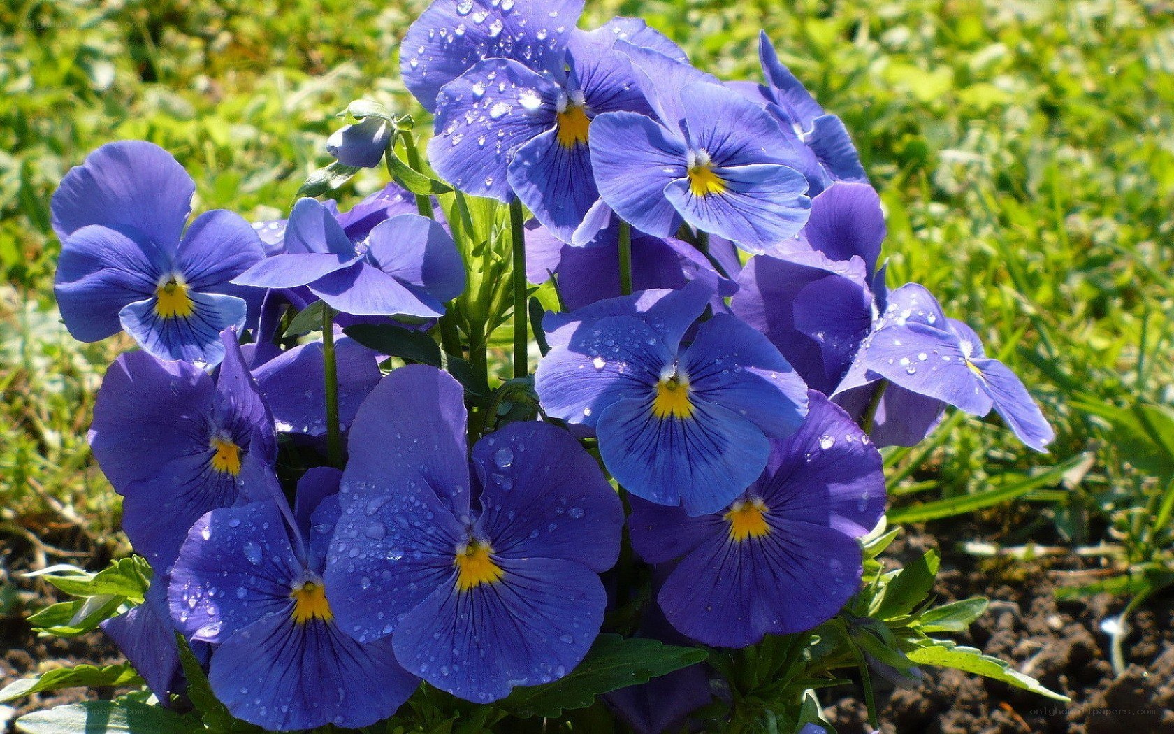 blue pansies with dew drops