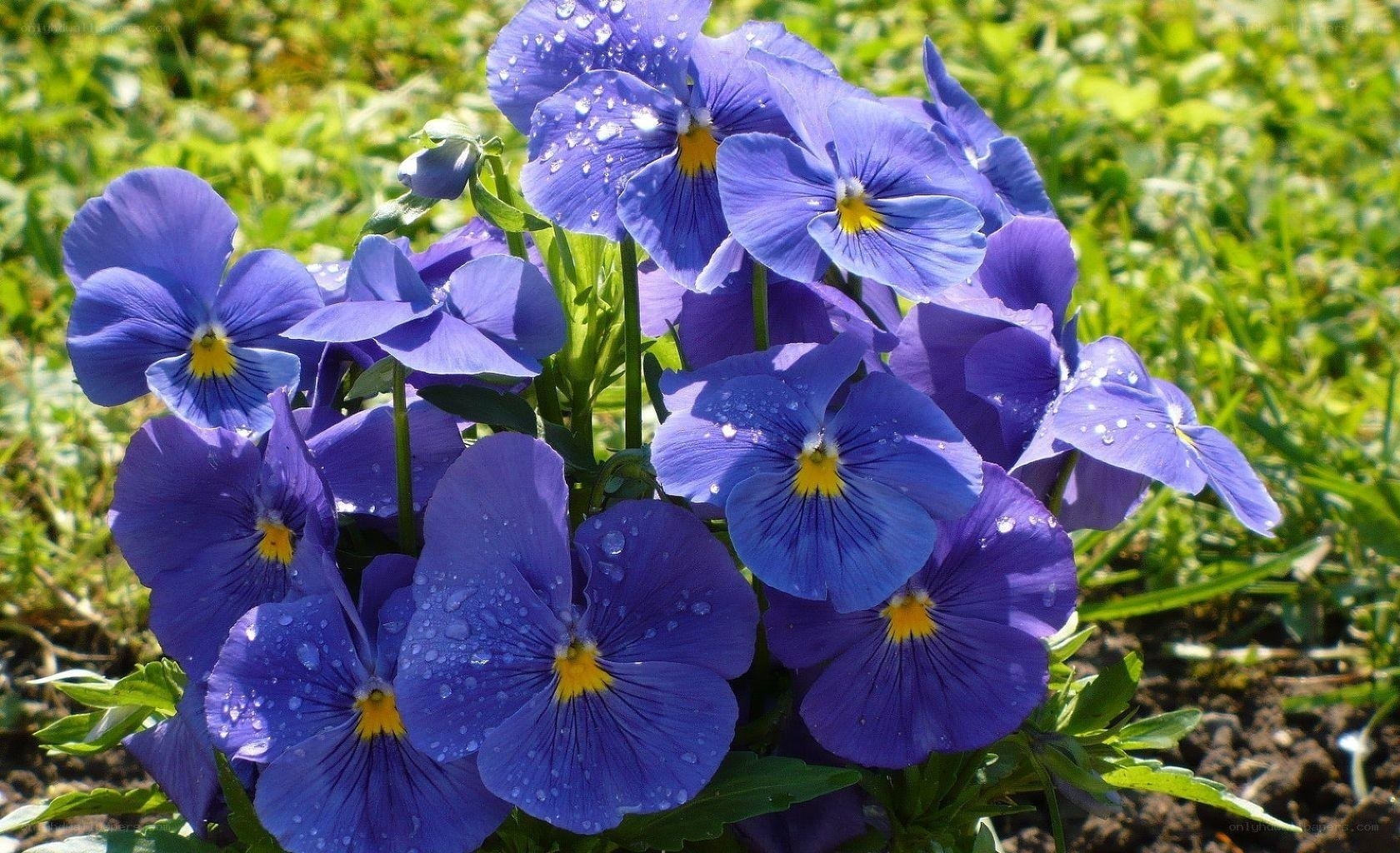 blue pansies with dew drops
