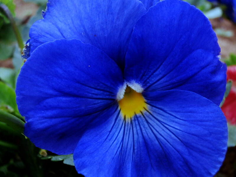 Blue Pansy Flower — Calm, Afternoon