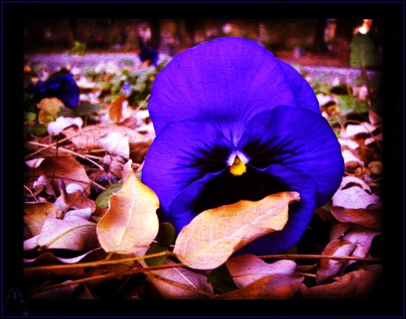 Blue Pansy Flower — Calm