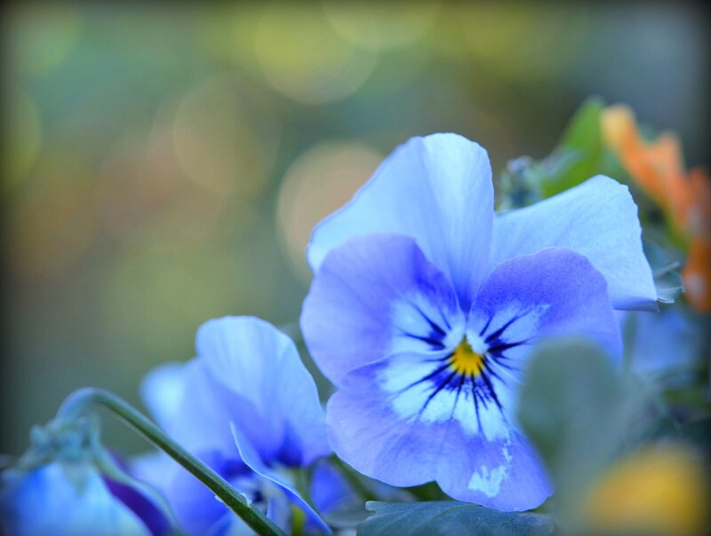 Blue Pansy Flower — Serene, Spring