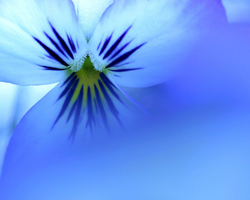 Blue Pansy Flower — Serene