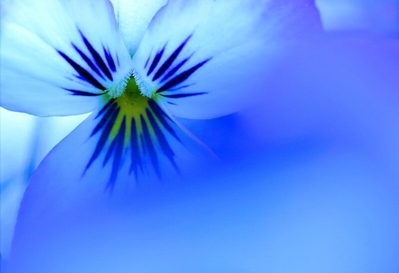 Blue Pansy Flower