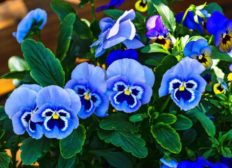 Blue Pansy Flowers — Bright, Afternoon