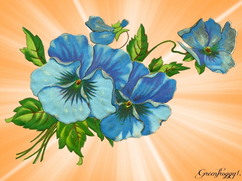 Blue Pansy Flowers — Bright