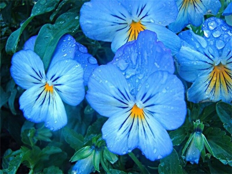 Blue Pansy Flowers — Calm, Morning