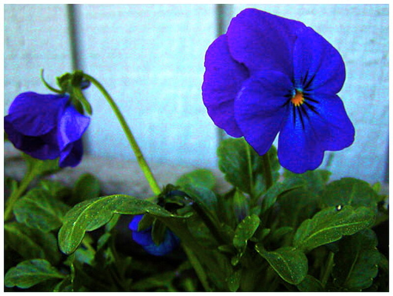 Blue Pansy Flowers — Calm, Photograph