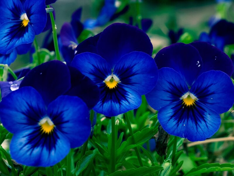 Blue Pansy Flowers — Calm, Spring, Photograph