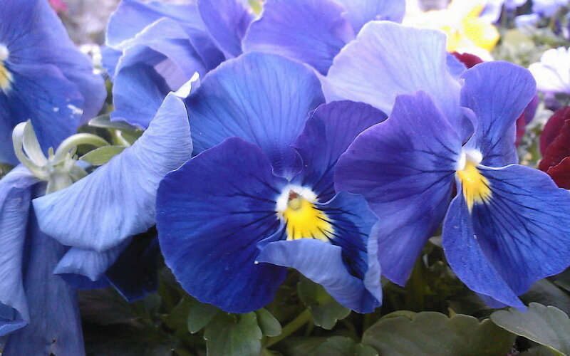 Blue Pansy Flowers — Calm, Spring, Photograph, Yellow Centers
