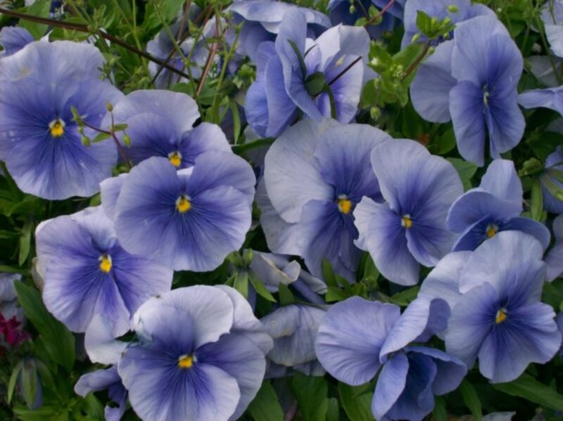 Blue Pansy Flowers — Calm, Spring
