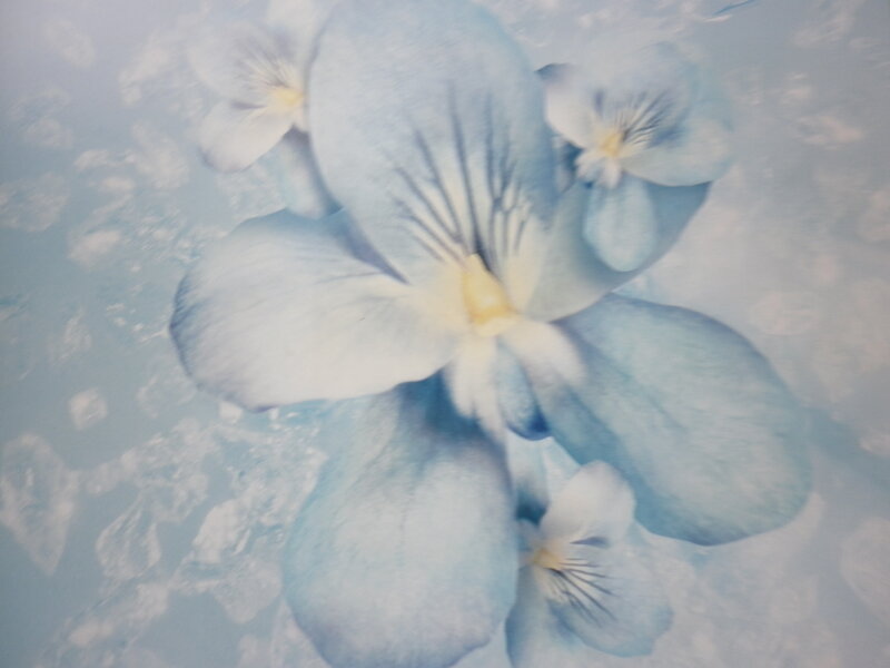 Blue Pansy Flowers — Calm