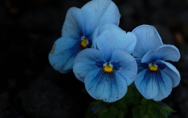 Blue Pansy Flowers — Dramatic, Photograph