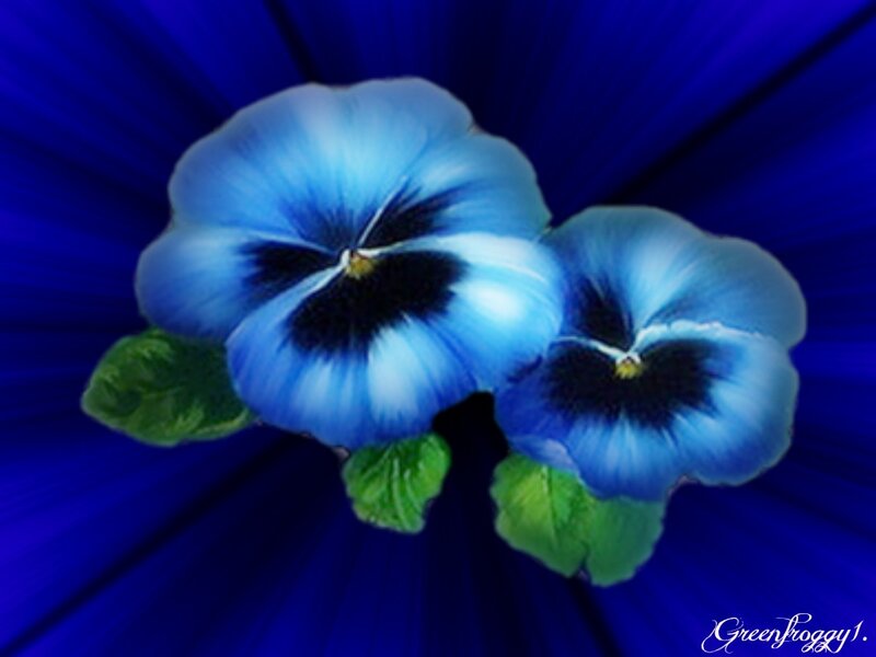 Blue Pansy Flowers — Dramatic