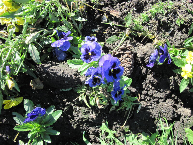 Blue Pansy Flowers — Natural