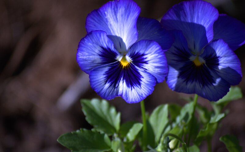 Blue Pansy Flowers — Serene