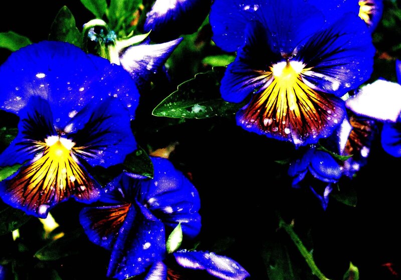 Blue Pansy Flowers