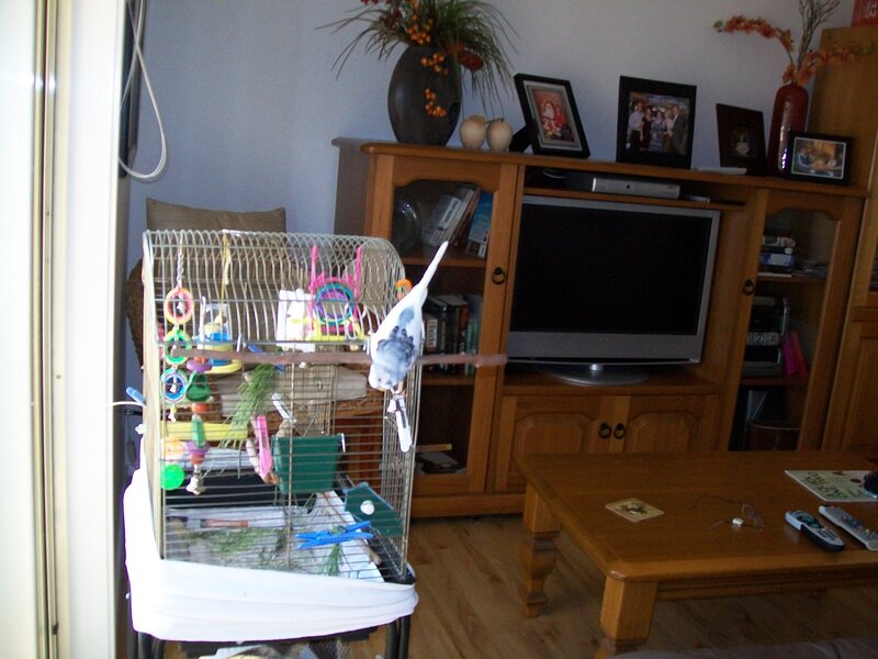 Blue Parakeet in Cage — Brown