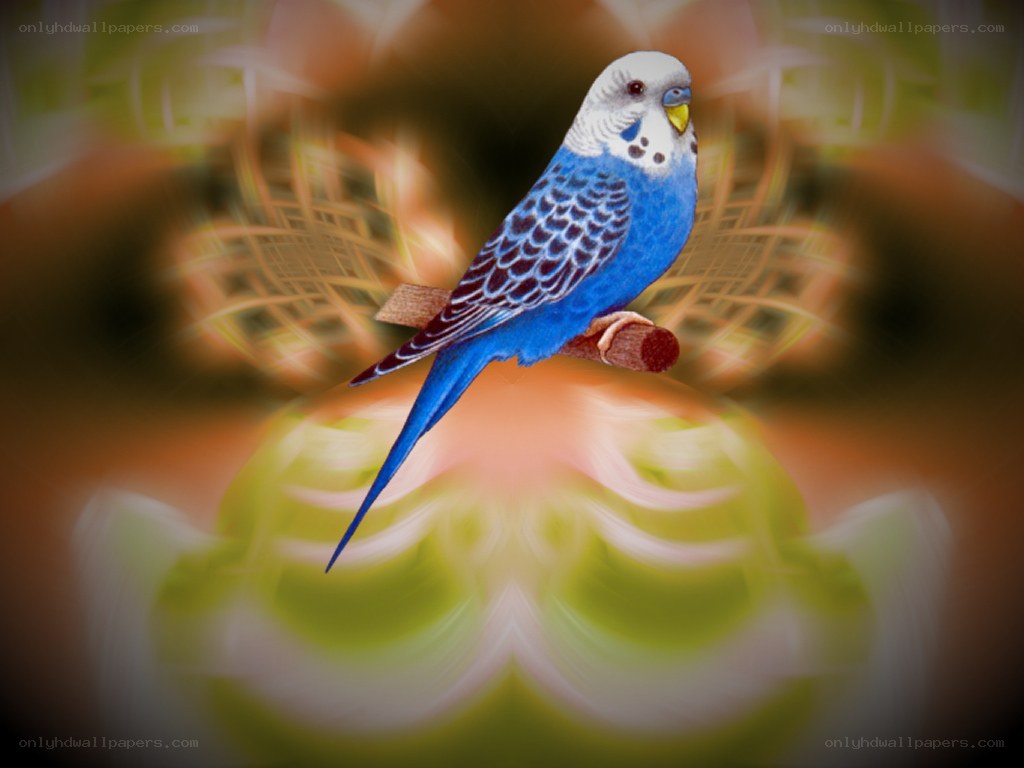 blue parakeet on a branch