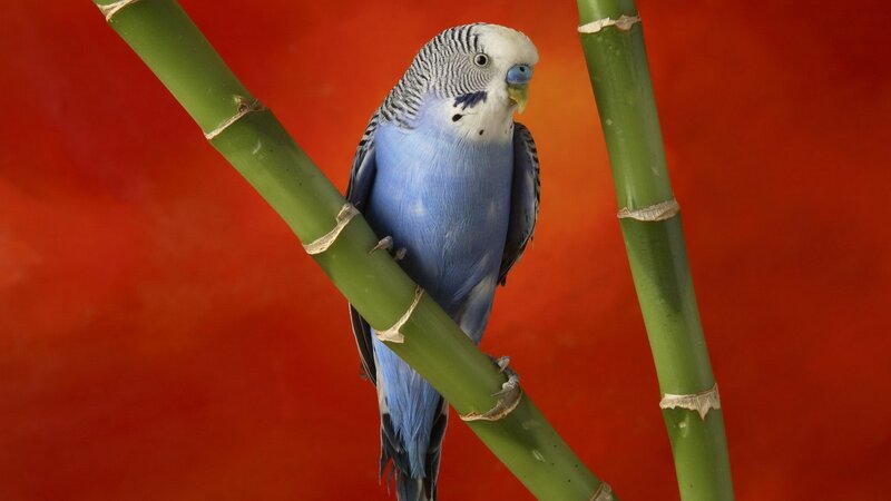 blue parakeet on bamboo