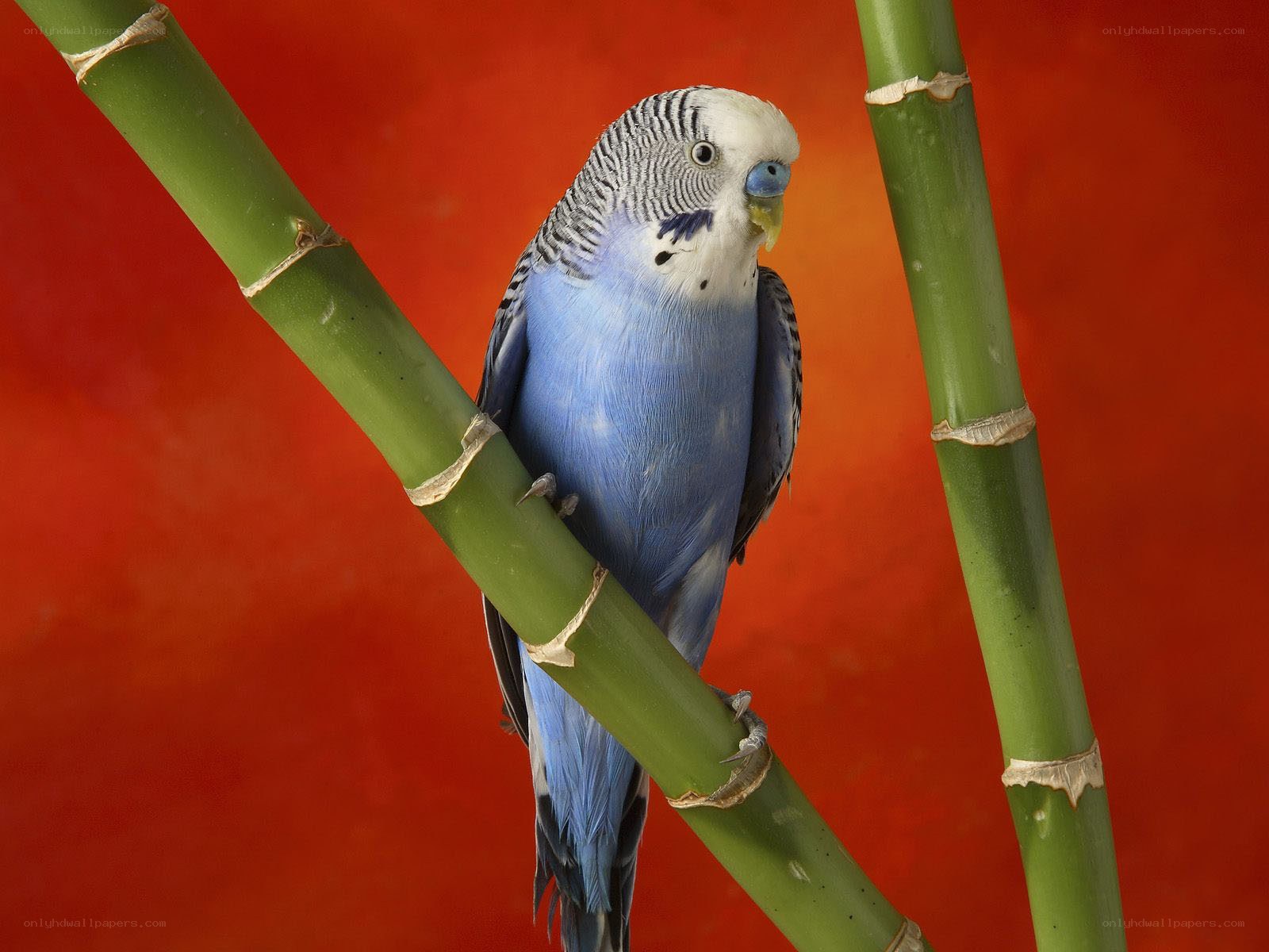 blue parakeet on bamboo