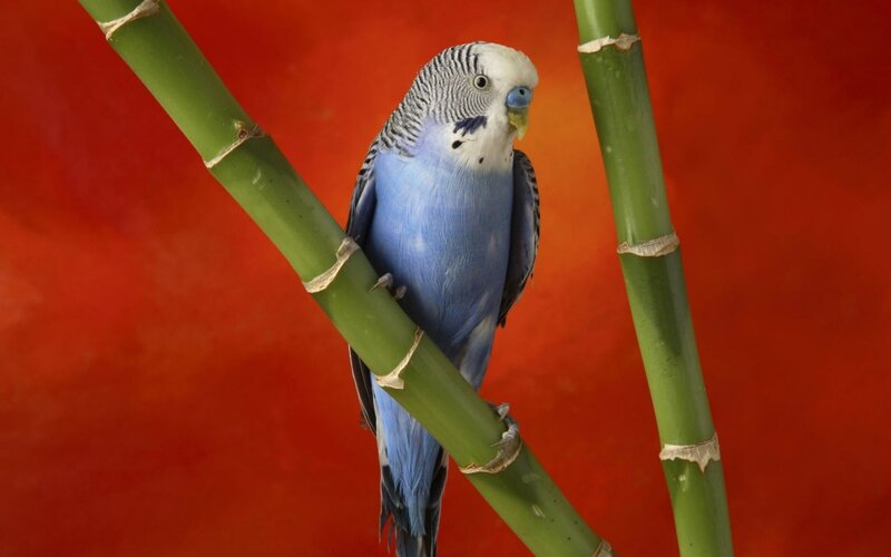 blue parakeet on bamboo