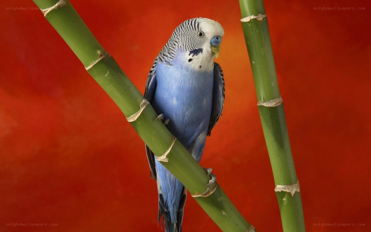 blue parakeet on bamboo