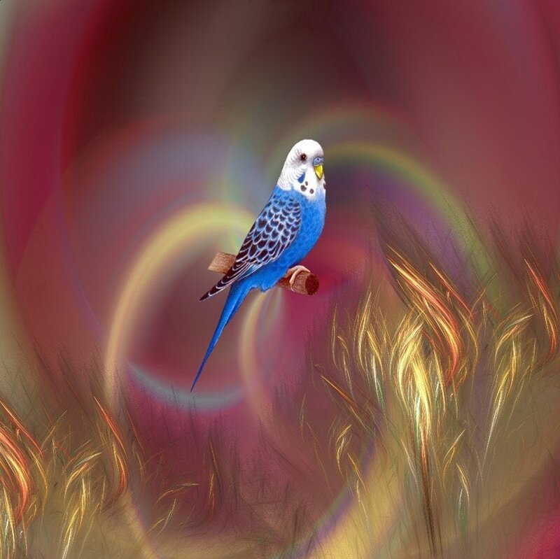 Blue Parakeet on Branch