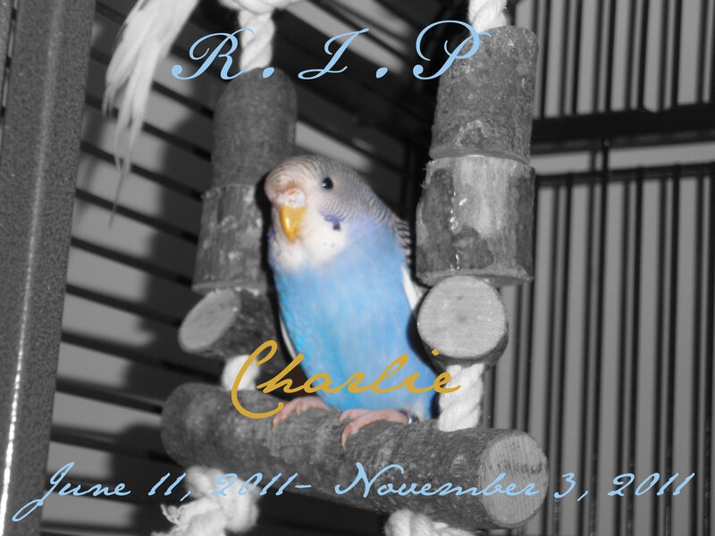 Blue Parakeet on Perch
