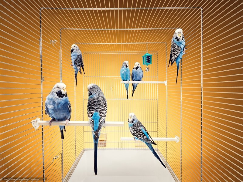 Blue parakeets in a cage