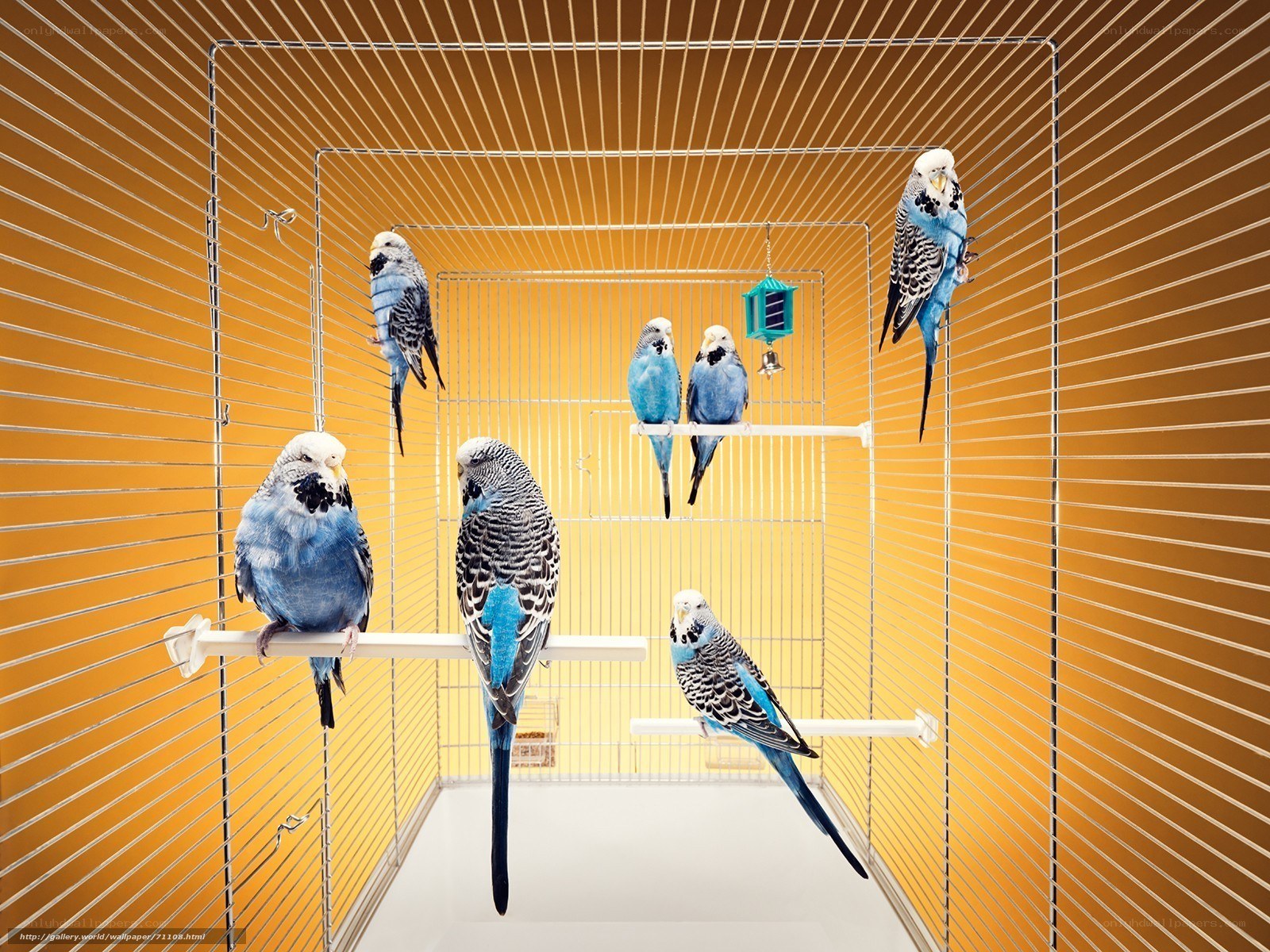 Blue parakeets in a cage