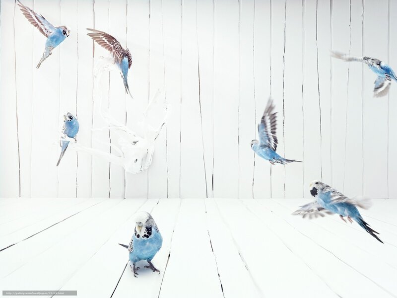 Blue parakeets in flight